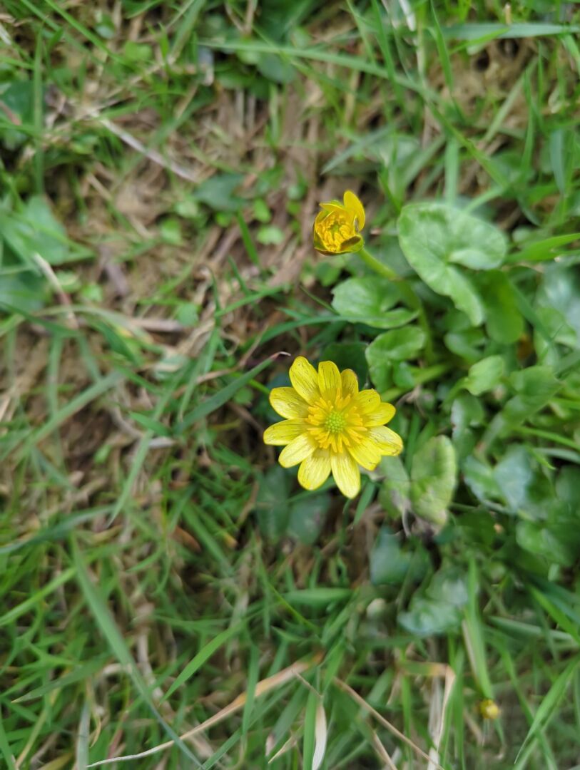 Small yellow flower with a green center sits among blades of green grass