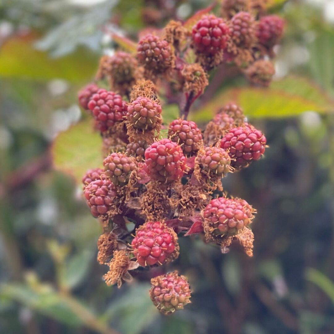 Unripened Raspberries hanging from a bramble