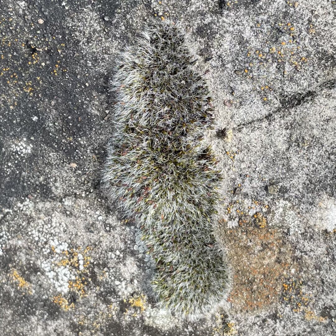 Moss in the shape of the Isle of Bute, resting on a stone wall.