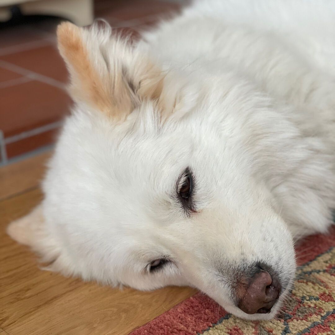 Samoyed dozing off on a red carpet