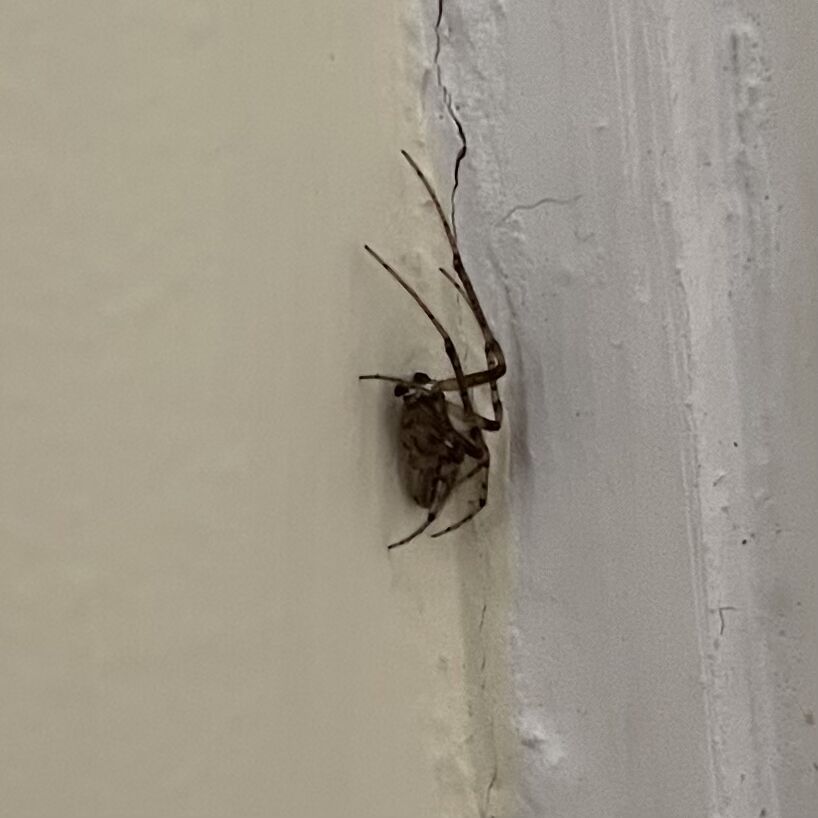 A little brown spider rests in the corner between a cream coloured wall and white door frame.