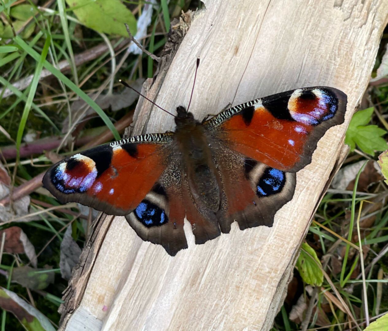Butterfly resting on a piece of wood in a grassy field