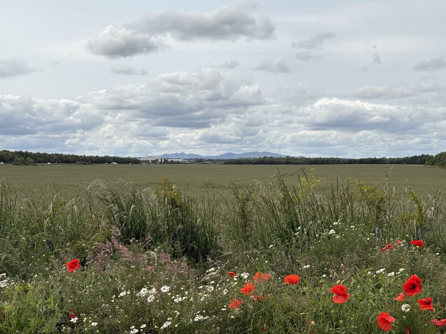 A view of some hills way off in the distance and some poppies in the foreground.