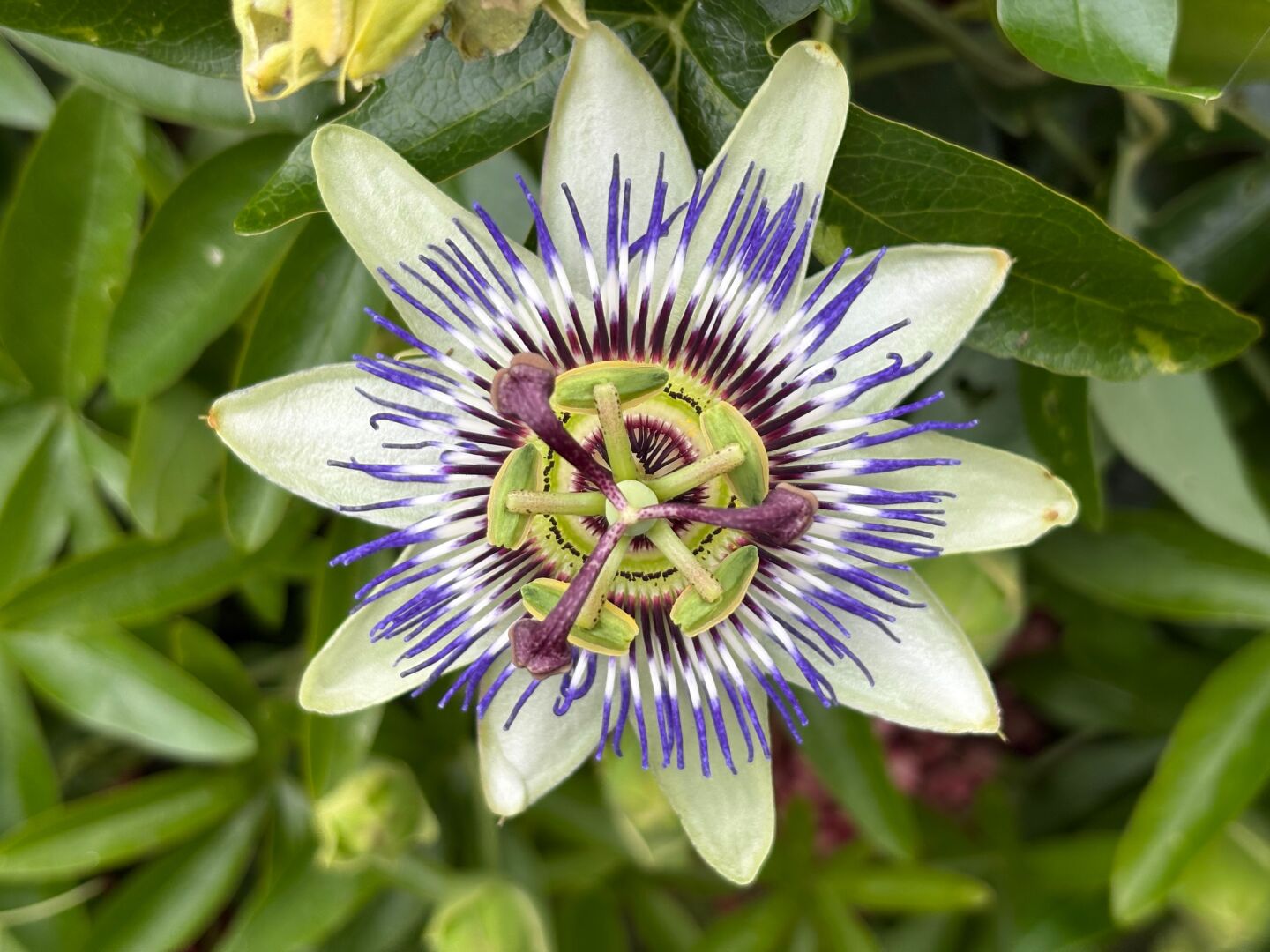 Passionflower