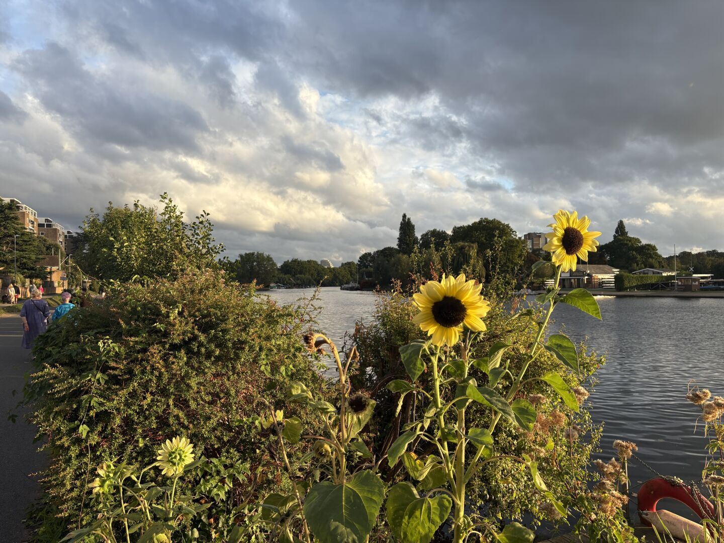 Sunflowers as the dusk approaches