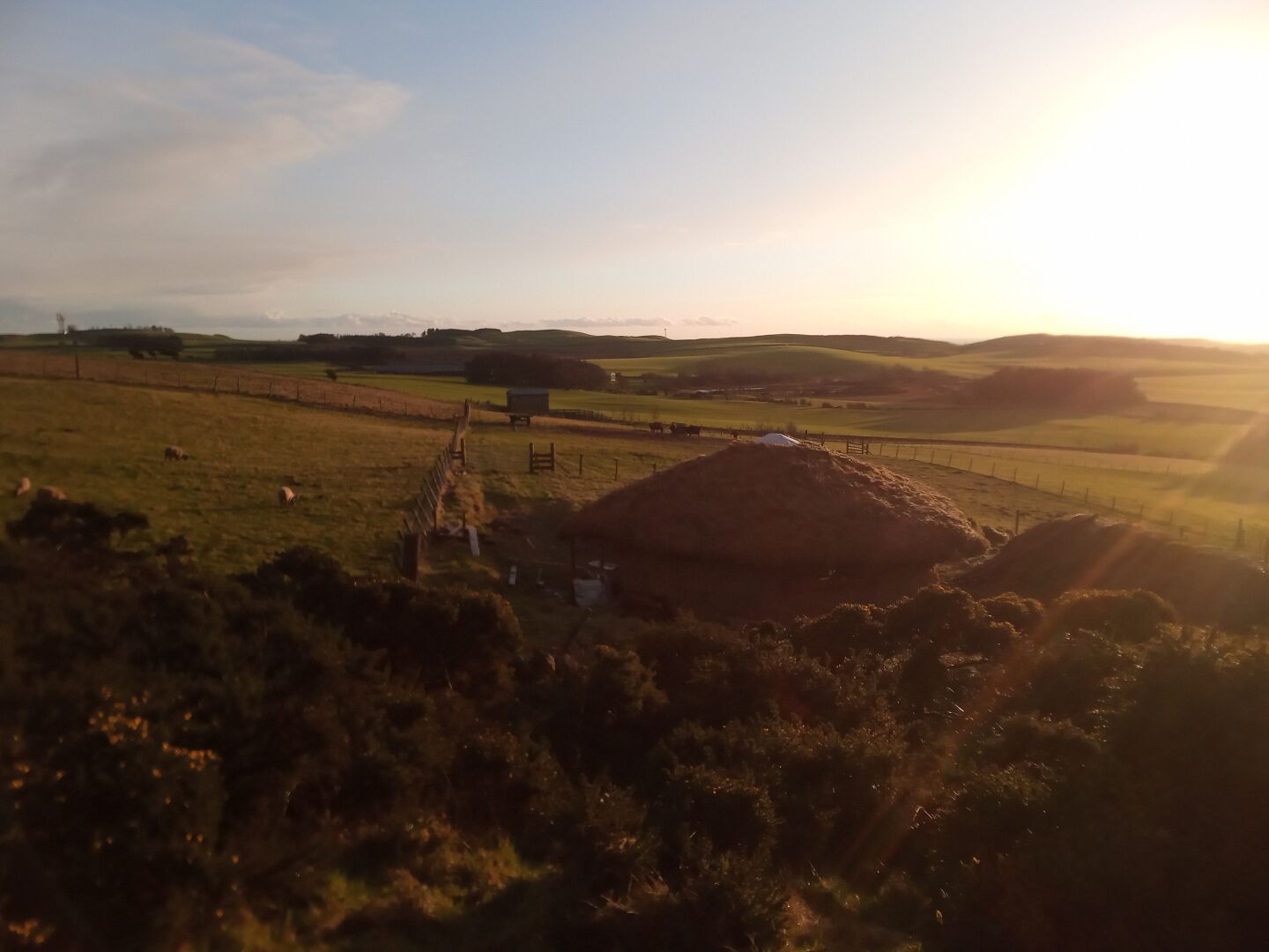 A rolling green landscape of pastures and woods lit with golden sunlight. In the near distance is the roundhouse, hiding in plain sight. Beyond, the cattle huddle round the ring feeder, feasting on hay. Further back my cattle shed stands as a square block, and beyond again woods and gentle hills roll away to the silver sea and the distant blue hills of England beyond it.