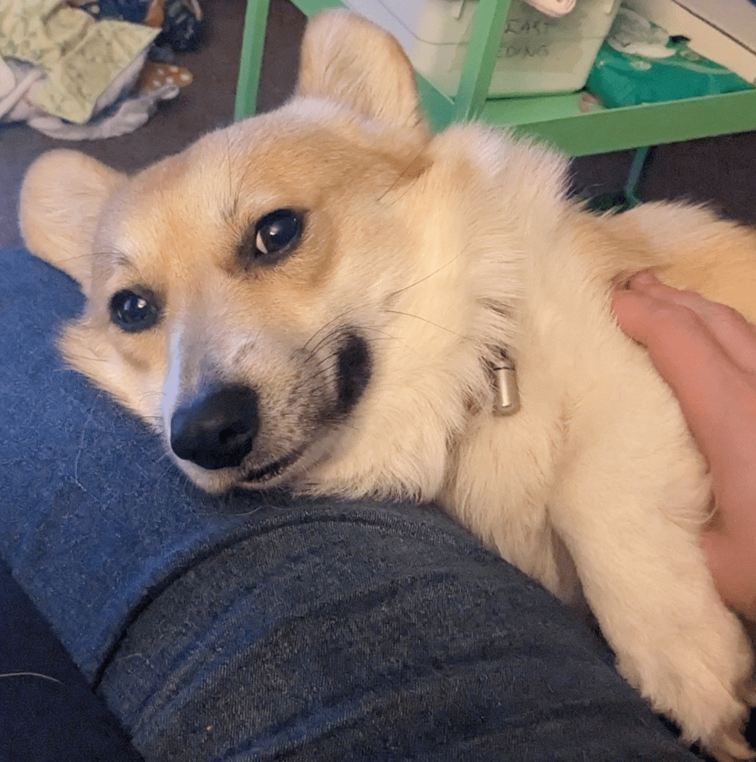 (Photo taken from the perspective of someone looking down whilst sitting) A corgi is pressing himself against the person's leg, his head on top. He seems pretty happy about the situation and a white hand is stroking him.