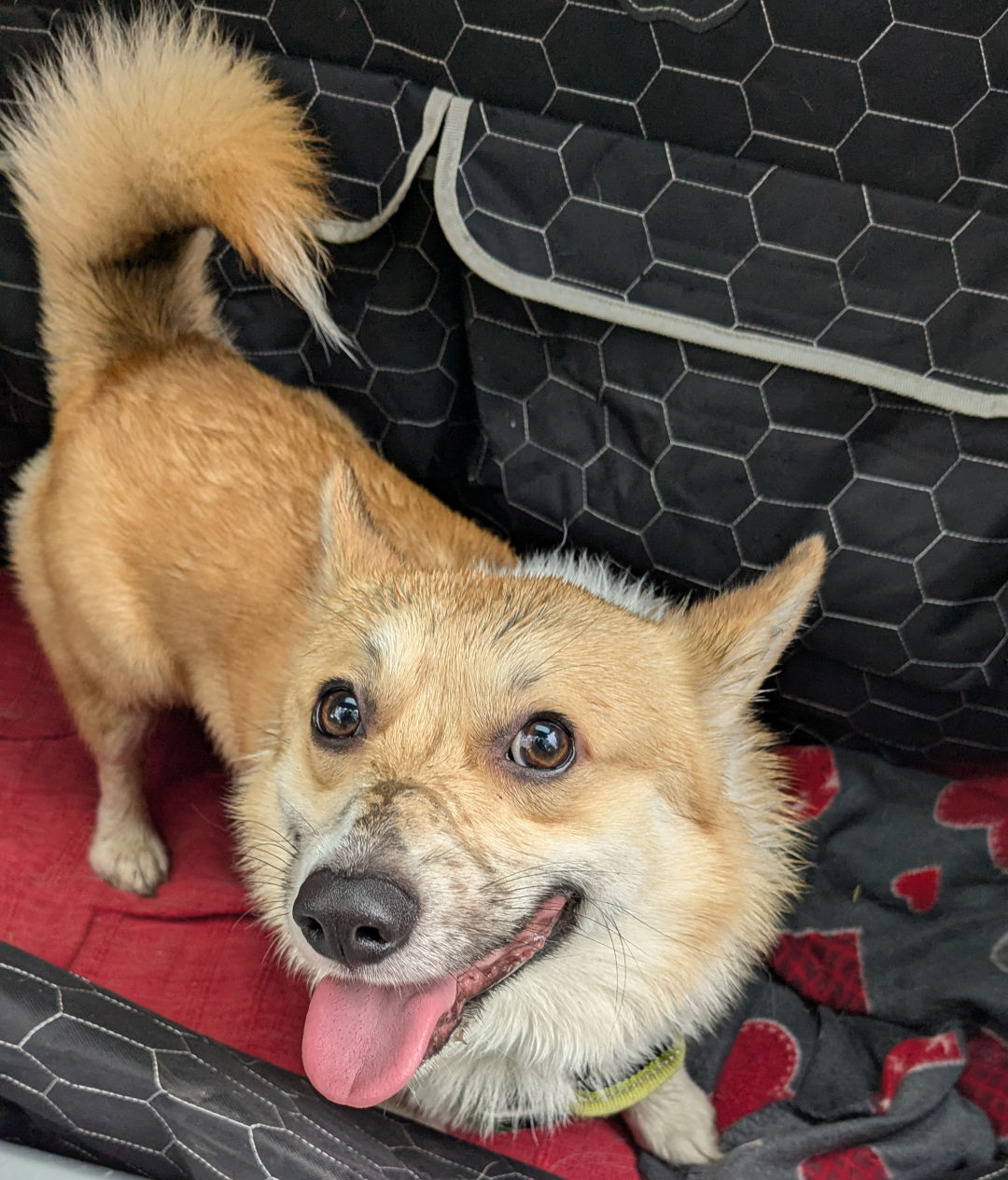 A Pembroke corgi in the boot of a car, looking up at the camera. His fur is a bit soggy from the rain, particularly around his muzzle. He looks reasonably happy, if a smidge uncertain.
