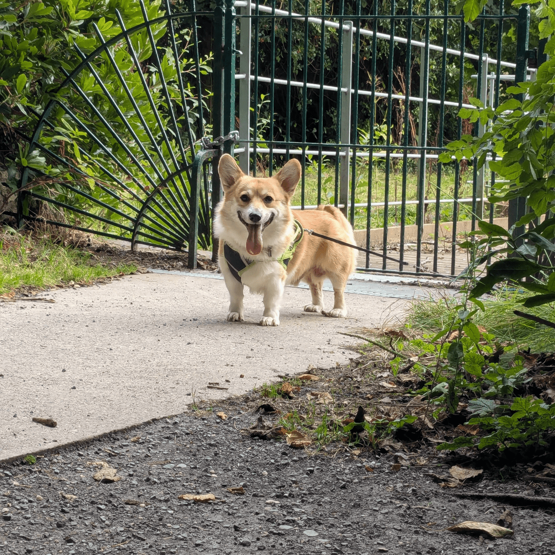 A Pembrokeshire corgi wearing a harness, tethered to something off screen. He's standing in a park of some kind looking directly at the camera, tongue out, and looks like he's smiling at the viewer.